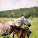 Виктор Абакумов