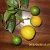 Выращивание мандаринов и лимонов на подоконнике