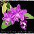 Amazing orchids -  Журнал Орхидей