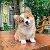 corgi