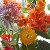pestik.net Семена, комнатные и садовые цветы