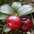 Брусника — Vaccinium vitis-idaea