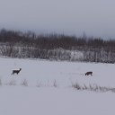 Татьяна Калесник