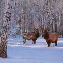 Александр Ольховский