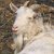 Dairy Goats - Молочные козы