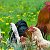 Птицеводство и ветеринария - Аграрий