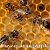 Апитерапия лечение пчелами пчелоужаление на дому
