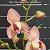 Orhidea Flo продажа орхидей по России