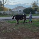 Татьяна Лемеш-Бородина