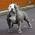 American Bully Moscow Kennel Club