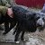 Группа помощи собаке-инвалиду ЖУЖЕ. Новосибирск