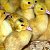 ЛПХ Инкубационное яйцо и молодняк птицы в Чувашии