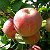 Саженцы плодово-ягодных культур, винограда Балашов