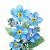 Forget-me-not