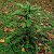Wollemi Pine Virsta 200 Milioane Ani