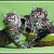 Сибирские и Невские маскарадные кошки
