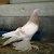 Казахстанские бойные голуби