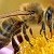 ВСЕ секреты пчеловодства