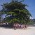 Русское дерево пляж Sokha Сиануквиль  Камбоджа!