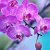 Орхидеи (((Фаленопсис)))