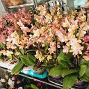 Продажа сортовых Орхидей и орхиаты