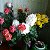 Комнатные и Садовые растения(цветы)г.Харцызск