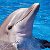 Остановим жестокое убийство дельфинов в Японии