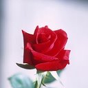 Красная роза - л Красная роза - любви