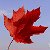 Кленовый лист (Канада-наша страна!)
