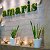 Amaris Garden -068061199, 060186111