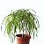конатные растения кодиеумы (кротоны) беларусь