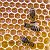 Пчеловоды Республики Алтай