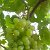 Выращивание винограда в Твери