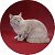 «Musilden» - питомник шотландских кошек
