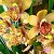 orchids.and.anthurium