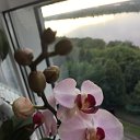 Анна Цветы орхидеи