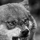 Злой 🐺 волк Ченго