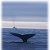 Помогите спасти серых китов на Сахалине!