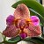 Орхидеи и другие растения от OPTROZ
