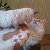 Сибирские невские маскарадные коты