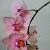комнатные цветы орхидеи