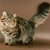 Питомник сибирских кошек "Солнечный свет"