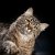 Питомник Сибирских кошек котята "Сибирская Грация"