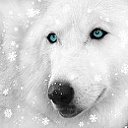 ฿єnεѓρε† (Белая Волчица)