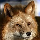 FOX Y