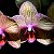 любители орхидей фаленопсис