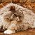 SILK FLEECE Selkirk Rex