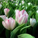 Тюльпаны оптом в Муроме 8 марта