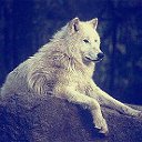 Wolf Alone