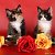 Кошки и котята Саратова и Энгельса (продажа котят)